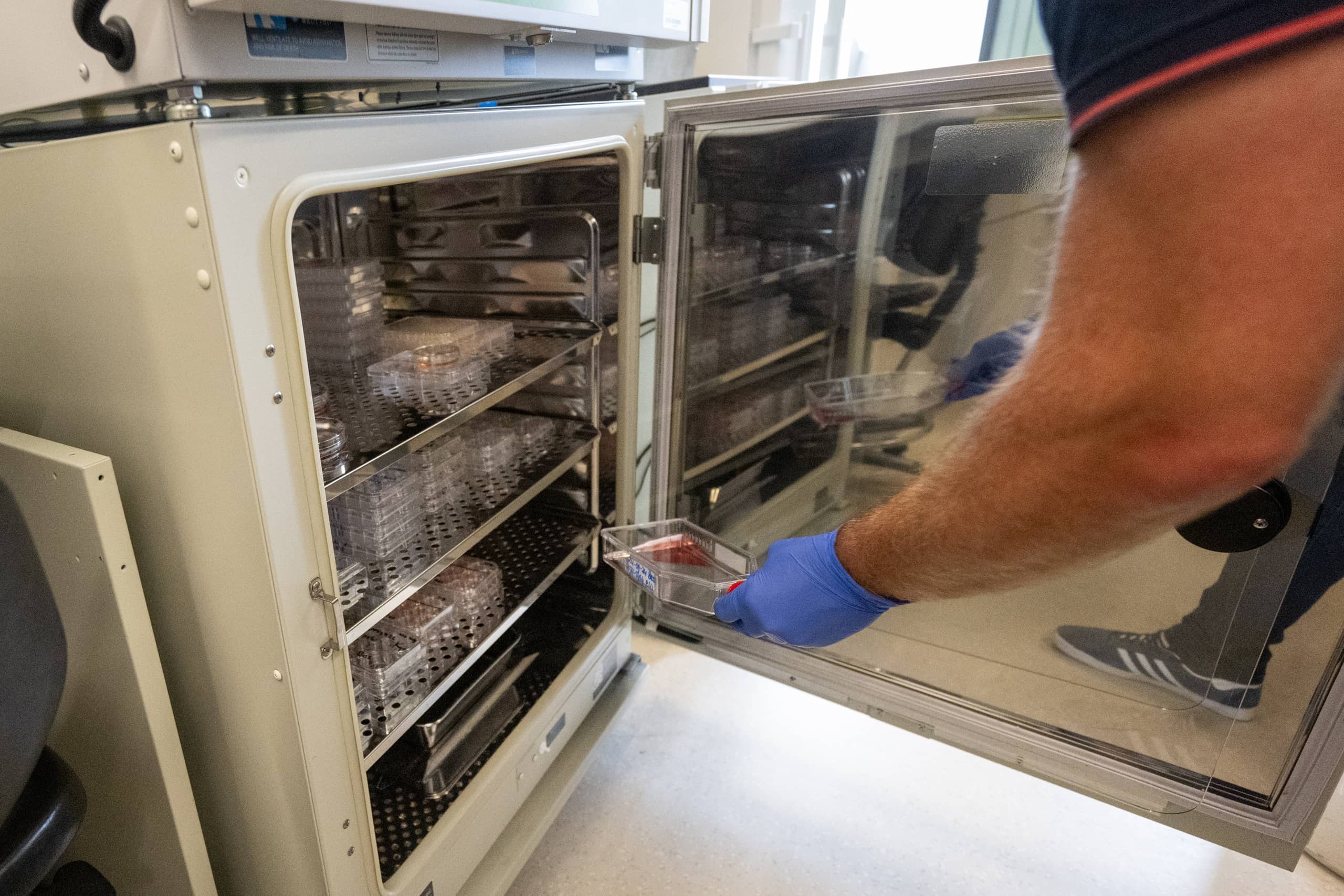 onderzoeker haalt bakje met hersenmodellen van menselijke cellen uit kast