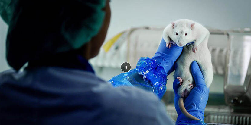 lab medewerker houdt rat vast