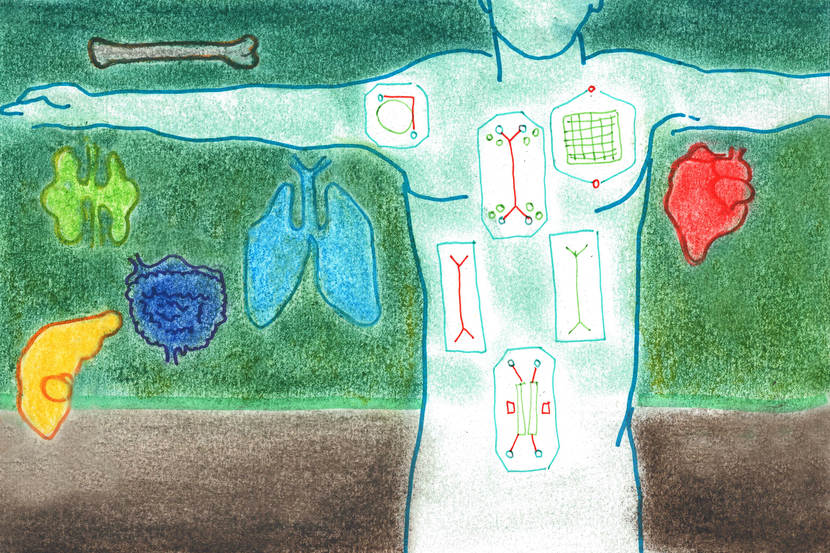 tekening van organen ingetekend in een lichaam